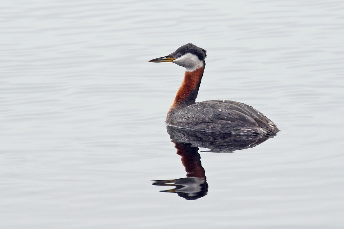 Red-necked Grebe - Dick Dionne