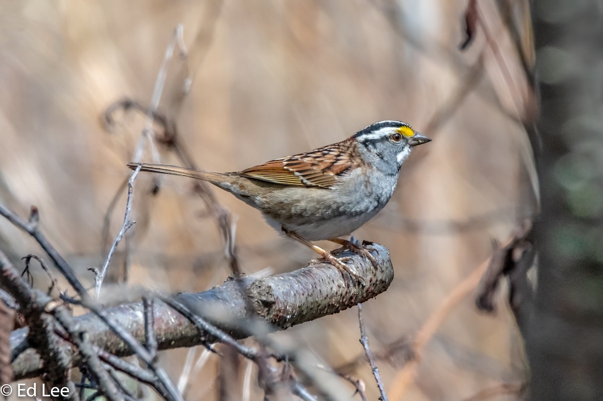 White-throated Sparrow - ML155908191