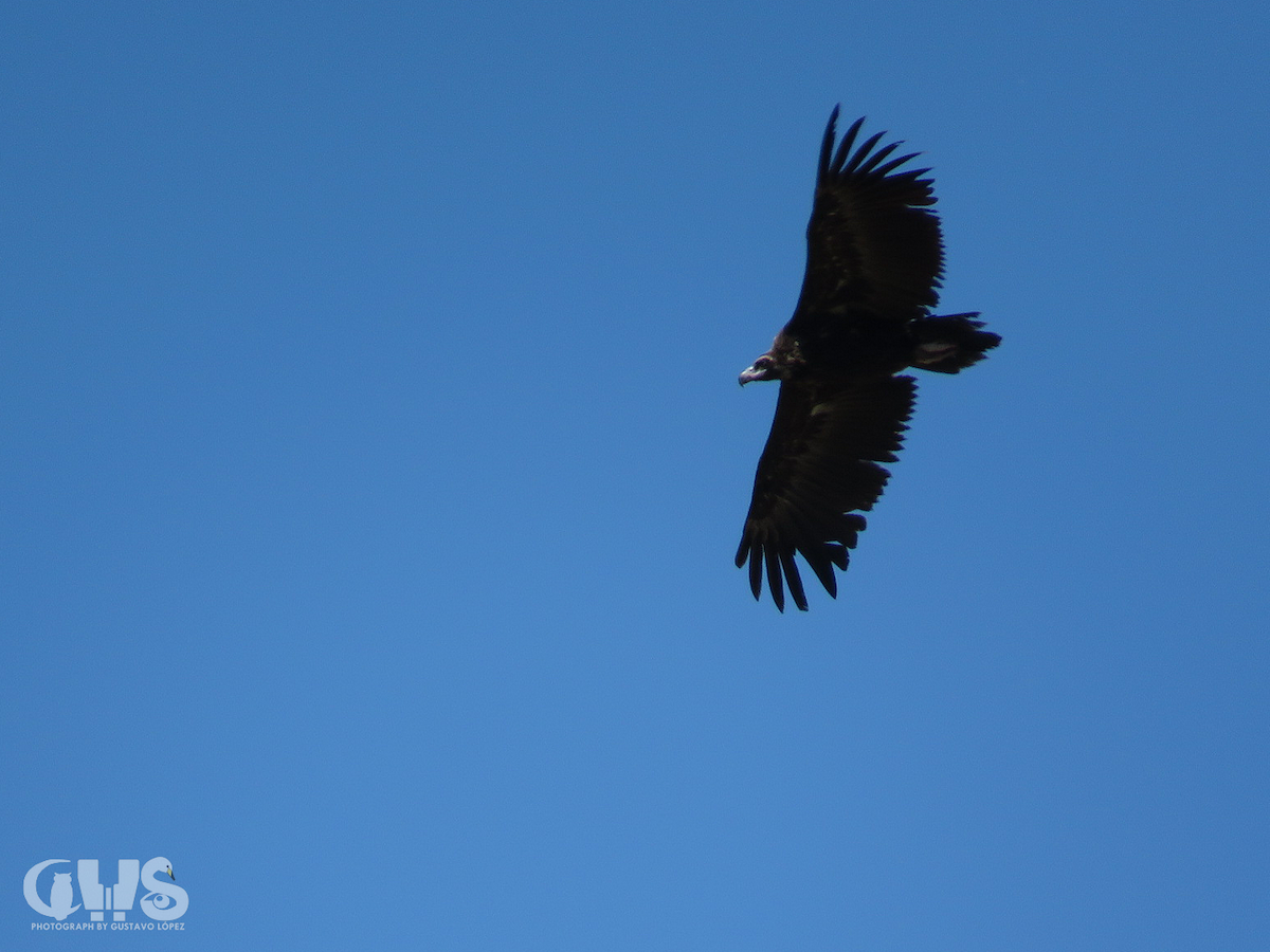Cinereous Vulture - ML155908981