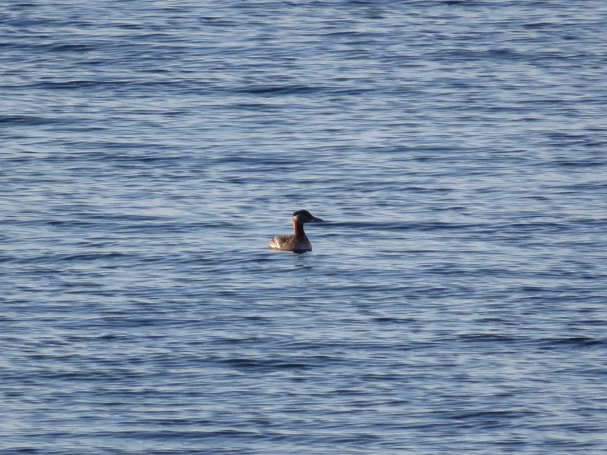 Red-necked Grebe - ML155910091