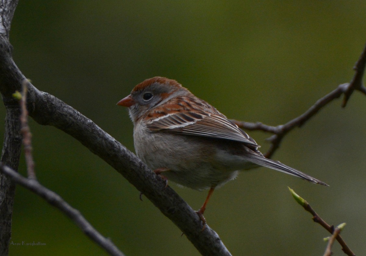 Field Sparrow - Arav and Aranya Karighattam
