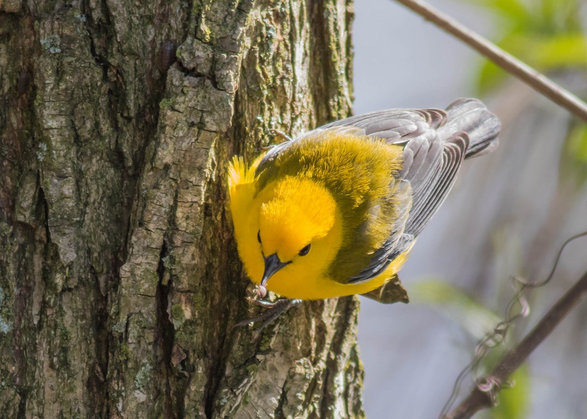 Prothonotary Warbler - ML155918191
