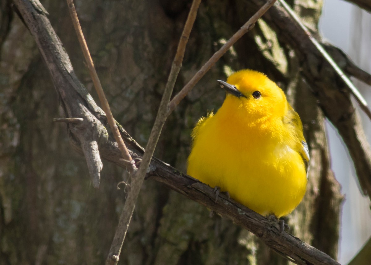 Prothonotary Warbler - ML155918231