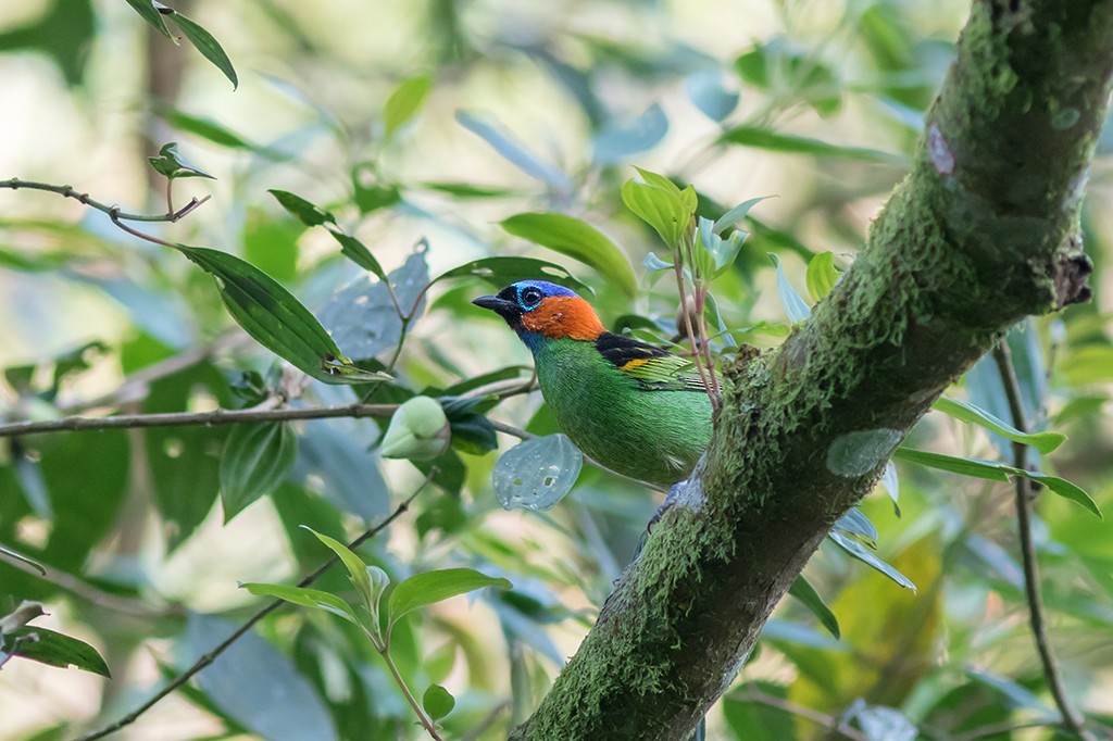 Red-necked Tanager - ML155918441