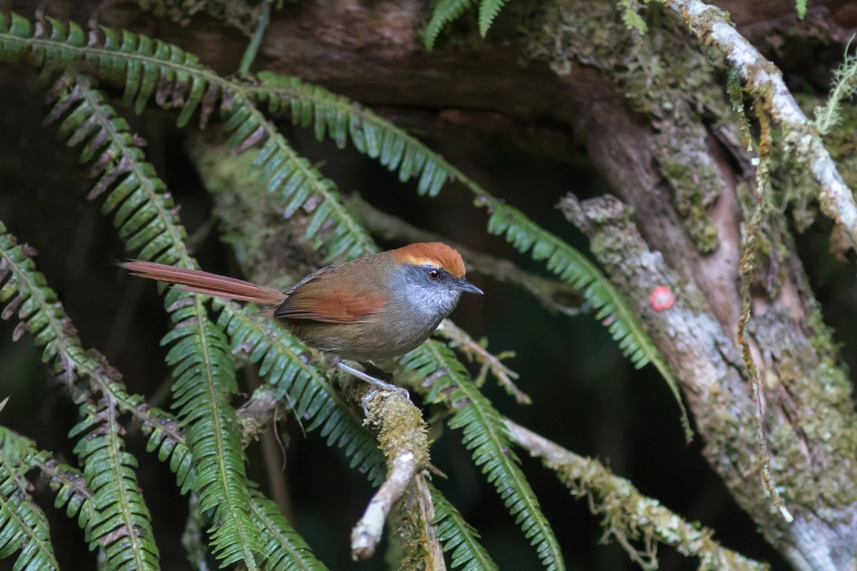 Rufous-capped Spinetail - ML155918921