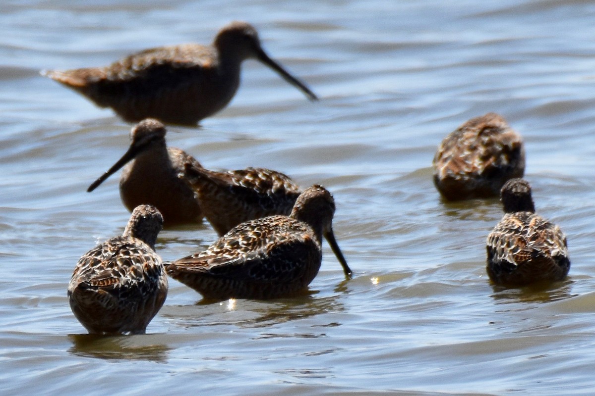 Long-billed Dowitcher - ML155919581