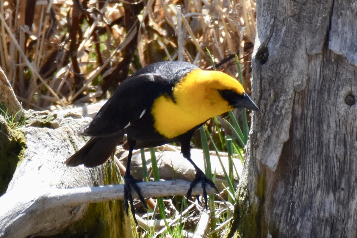 Yellow-headed Blackbird - ML155920131