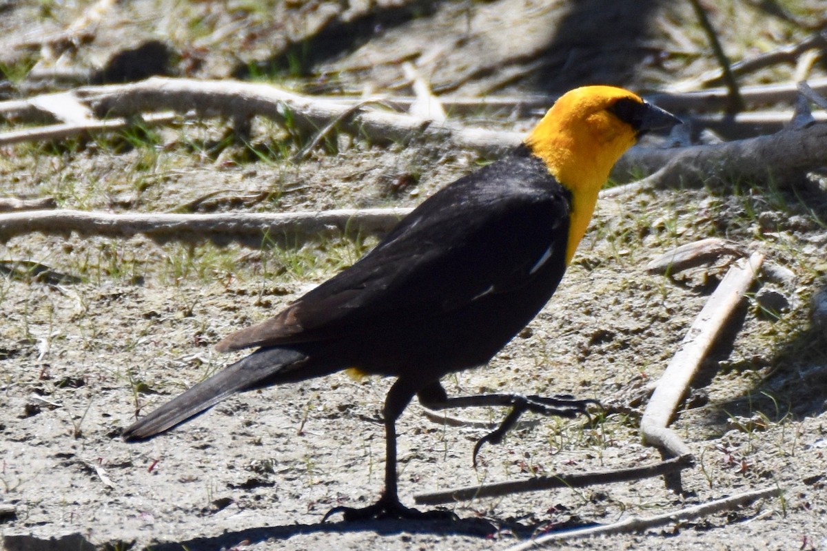 Yellow-headed Blackbird - ML155920141