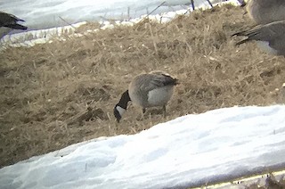Cackling Goose, ML155920811