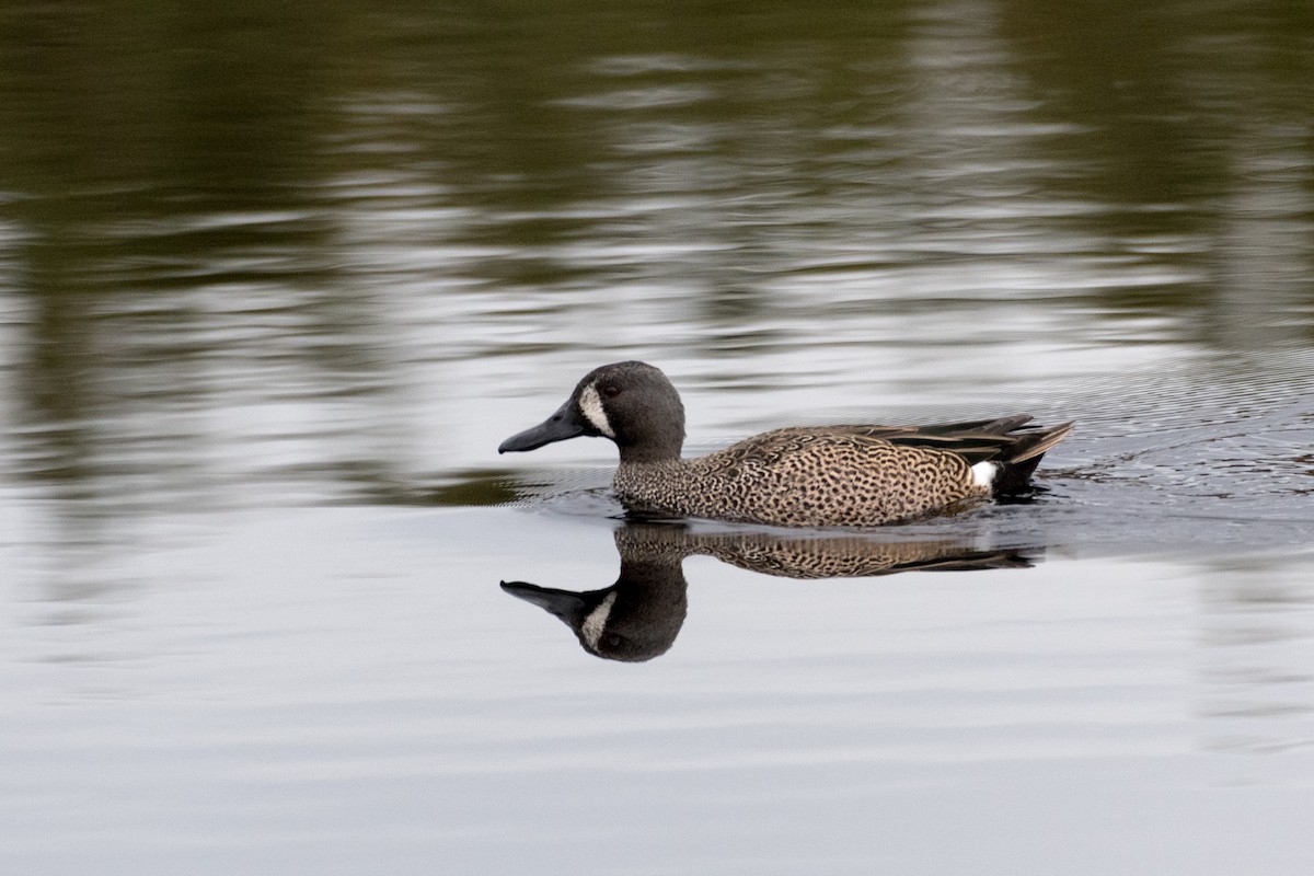 Blue-winged Teal - ML155921371