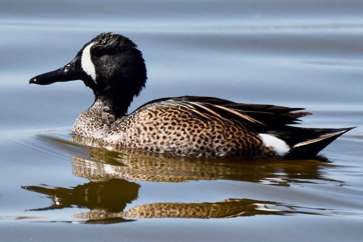 Blue-winged Teal - ML155922341