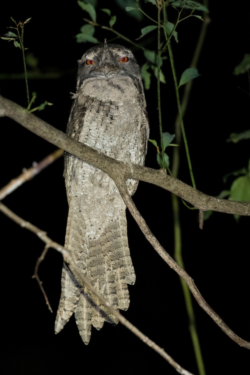 Marbled Frogmouth - ML155924331