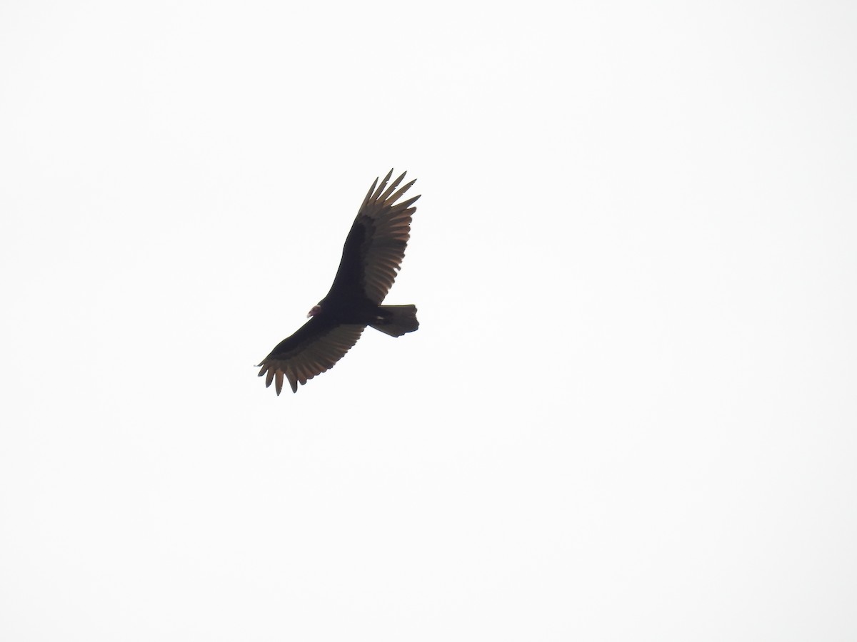 Turkey Vulture - Federico Gaviria Parra