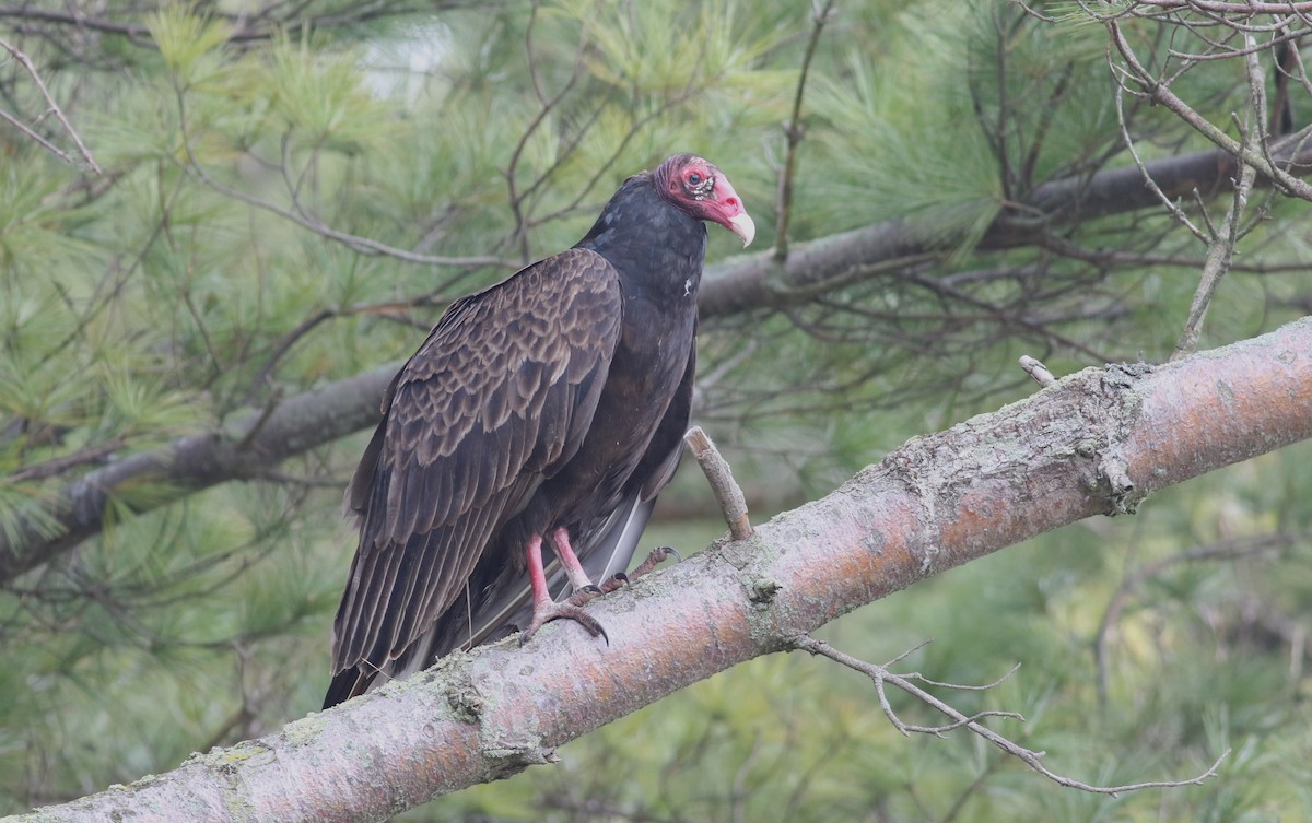 Turkey Vulture (Northern) - Anton Liebermann