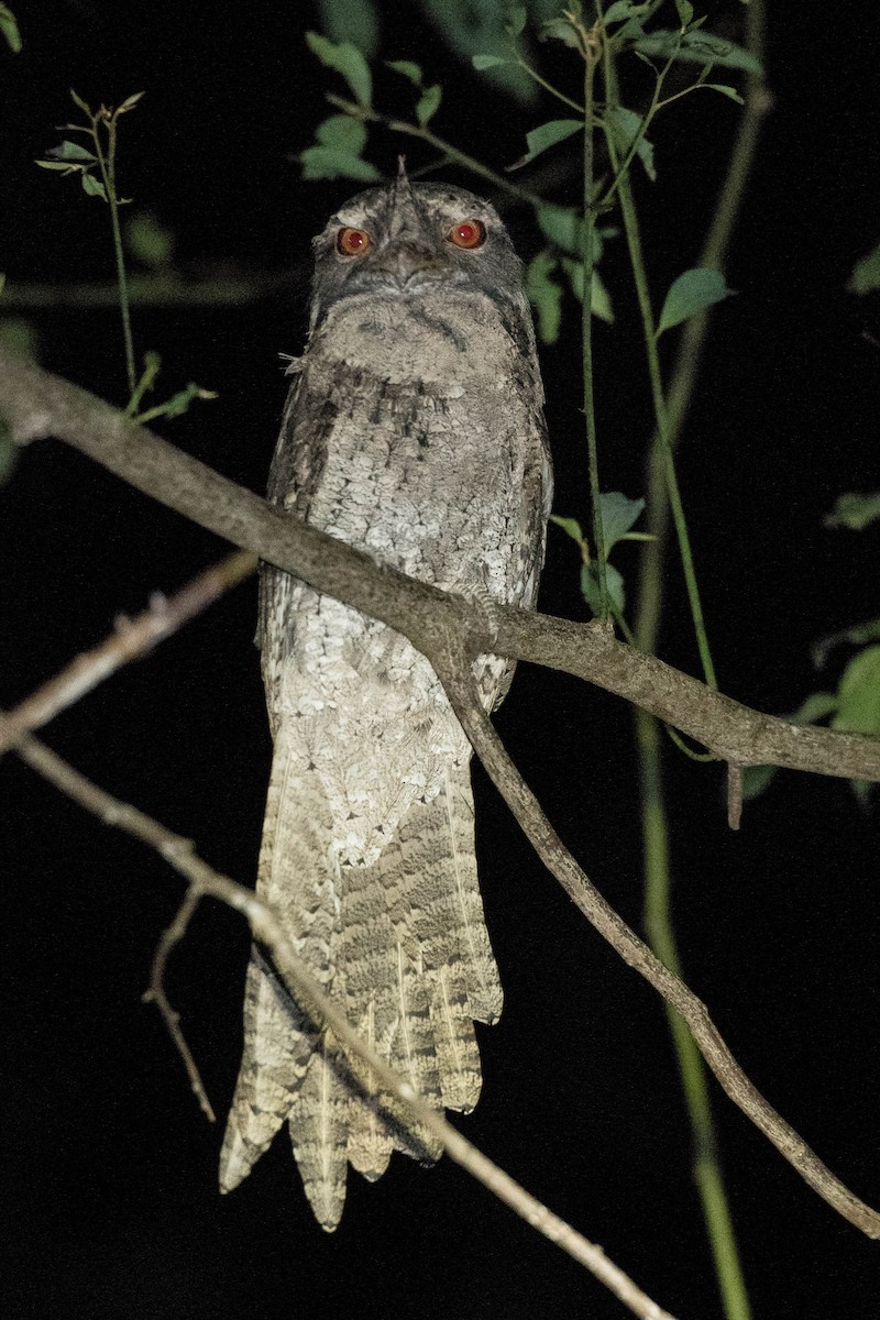 Marbled Frogmouth - ML155926021