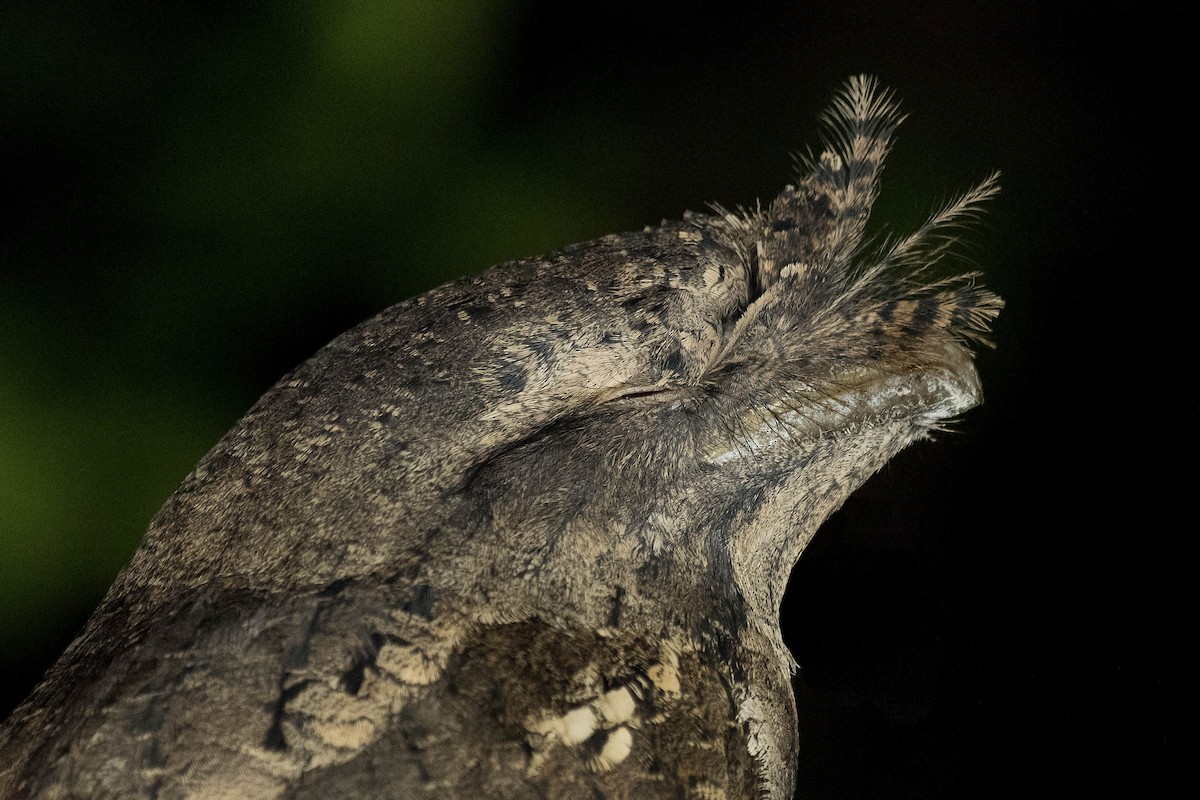 Marbled Frogmouth - ML155926241