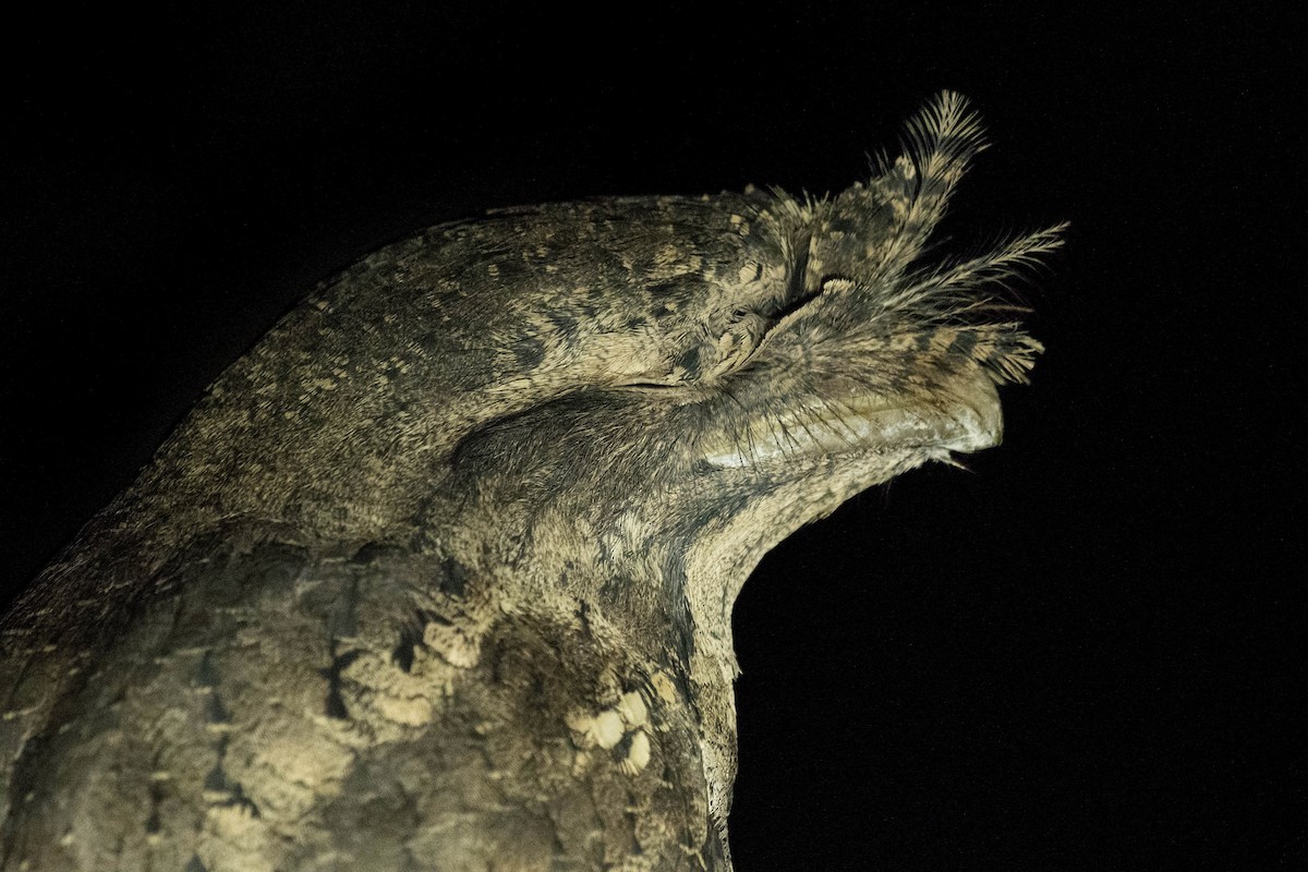 Marbled Frogmouth - ML155926271