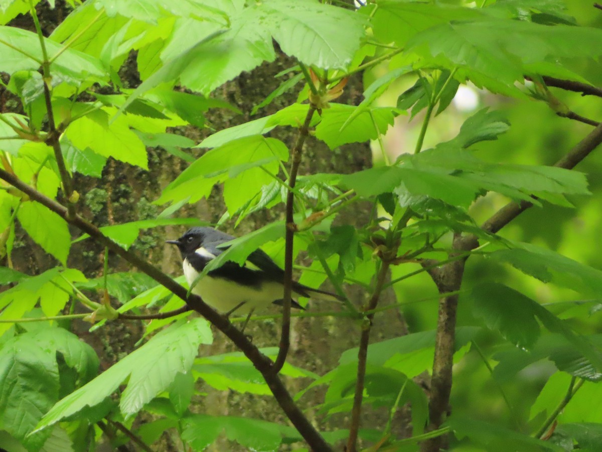 Black-throated Blue Warbler - ML155926291