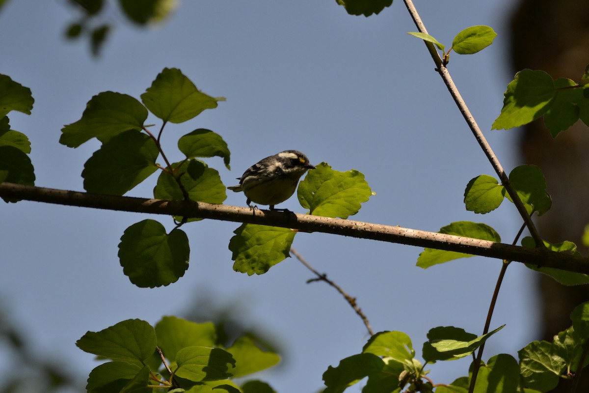 Black-throated Gray Warbler - ML155926671