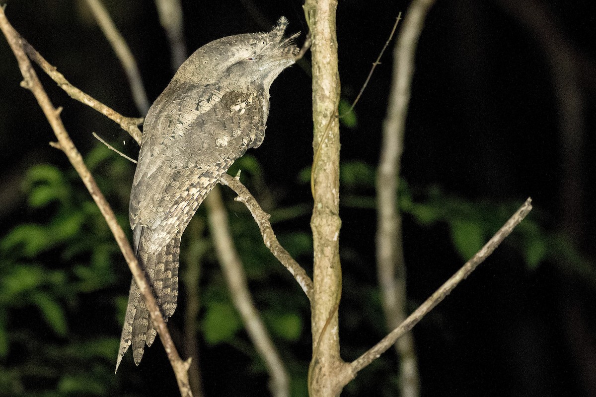 Marbled Frogmouth - Terence Alexander
