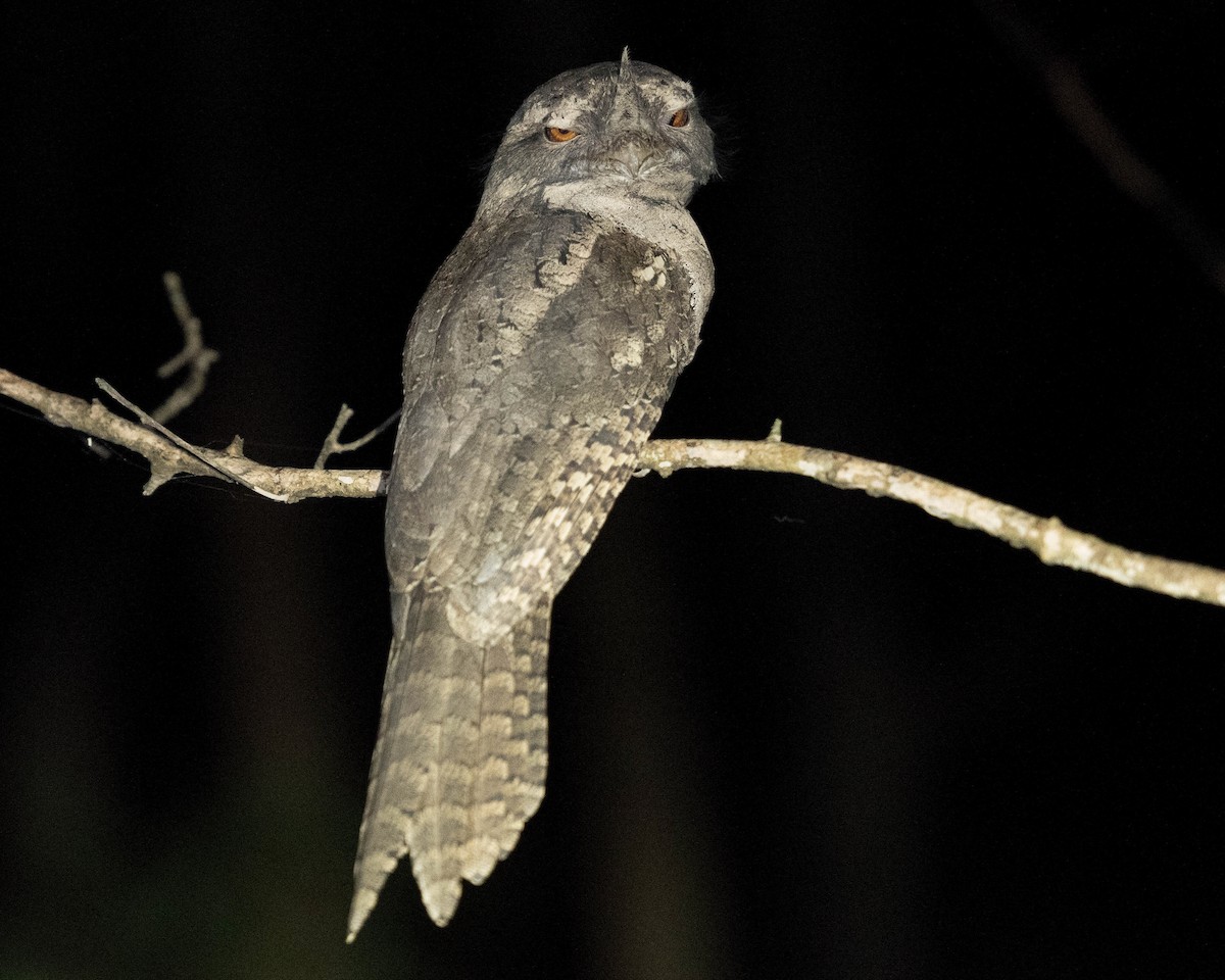 Marbled Frogmouth - ML155928881