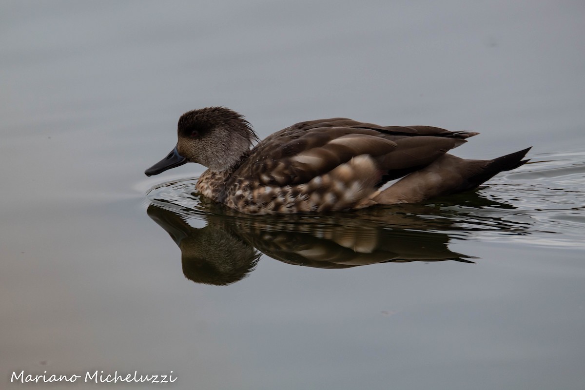 Crested Duck - ML155929371