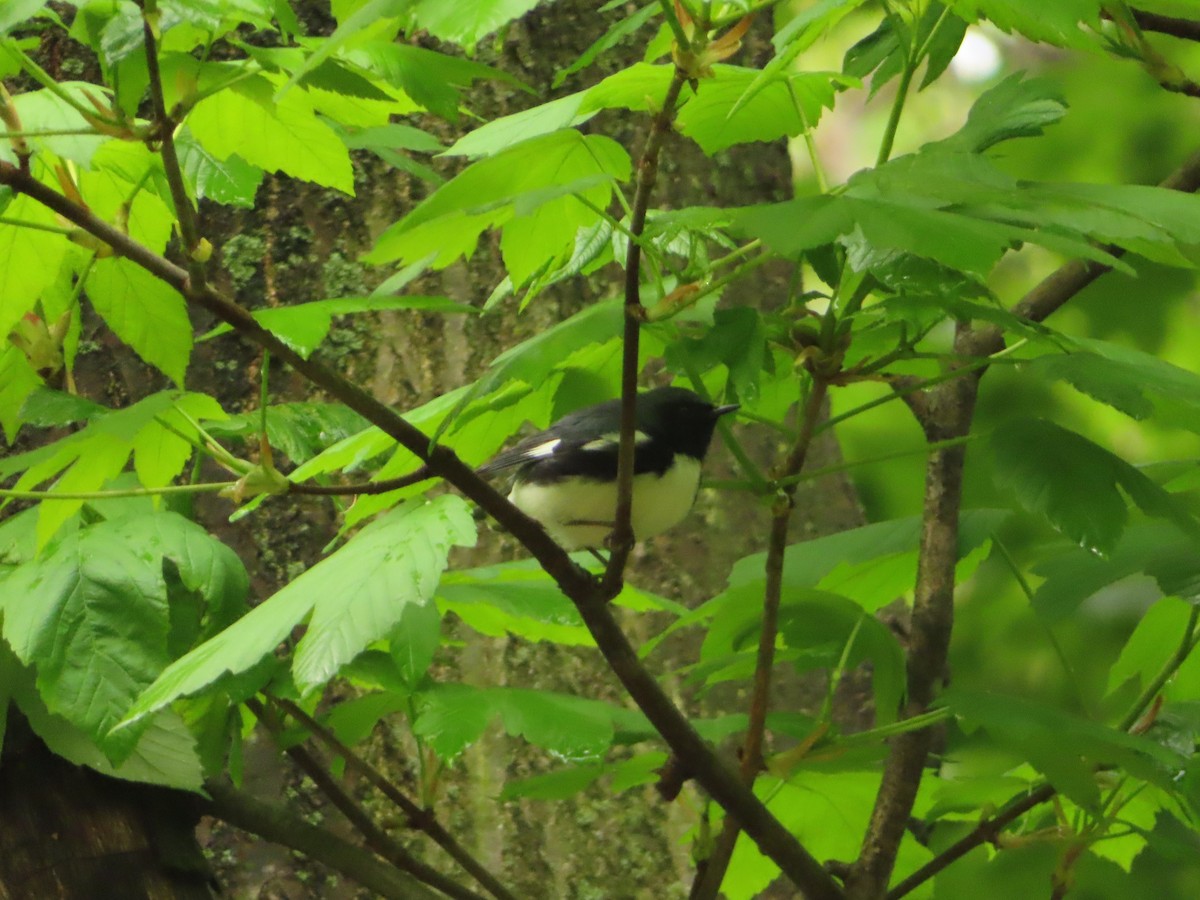 Black-throated Blue Warbler - ML155931341