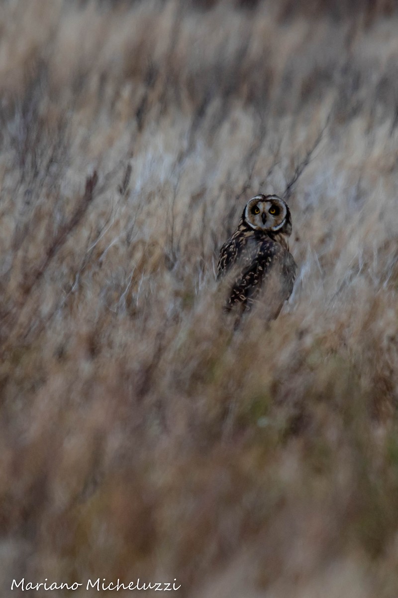 Short-eared Owl - ML155931771