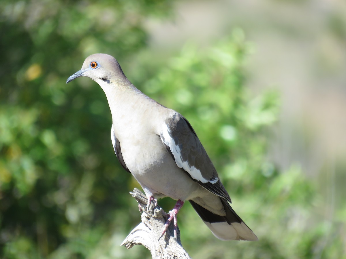 White-winged Dove - Lisa Owens