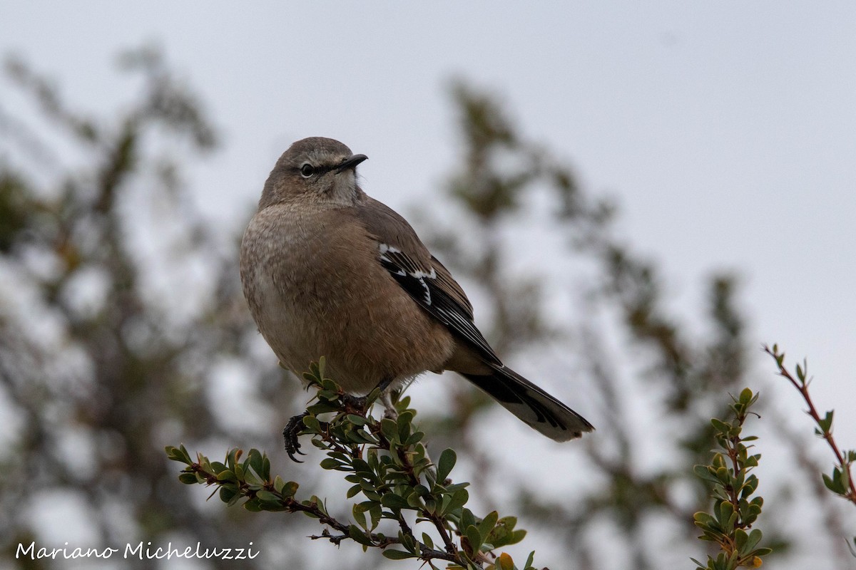 Patagonian Mockingbird - COA El Calafate