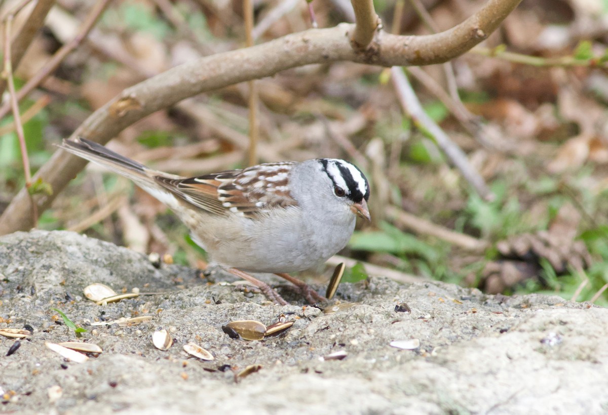 White-crowned Sparrow - Iain Fleming