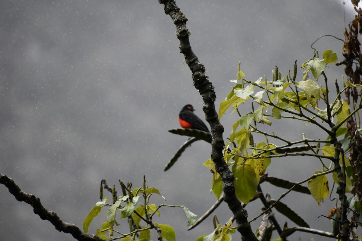 Scarlet-bellied Mountain Tanager - ML155937801