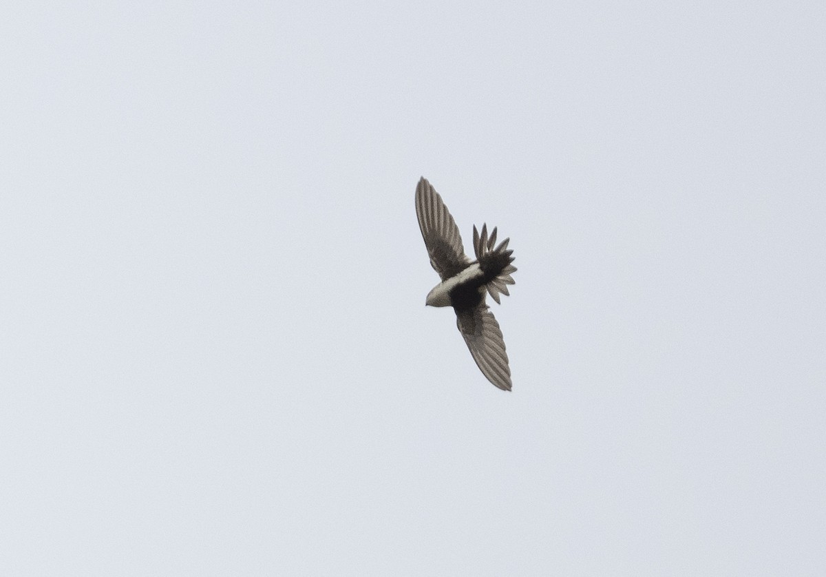 White-throated Swift - Ian Routley