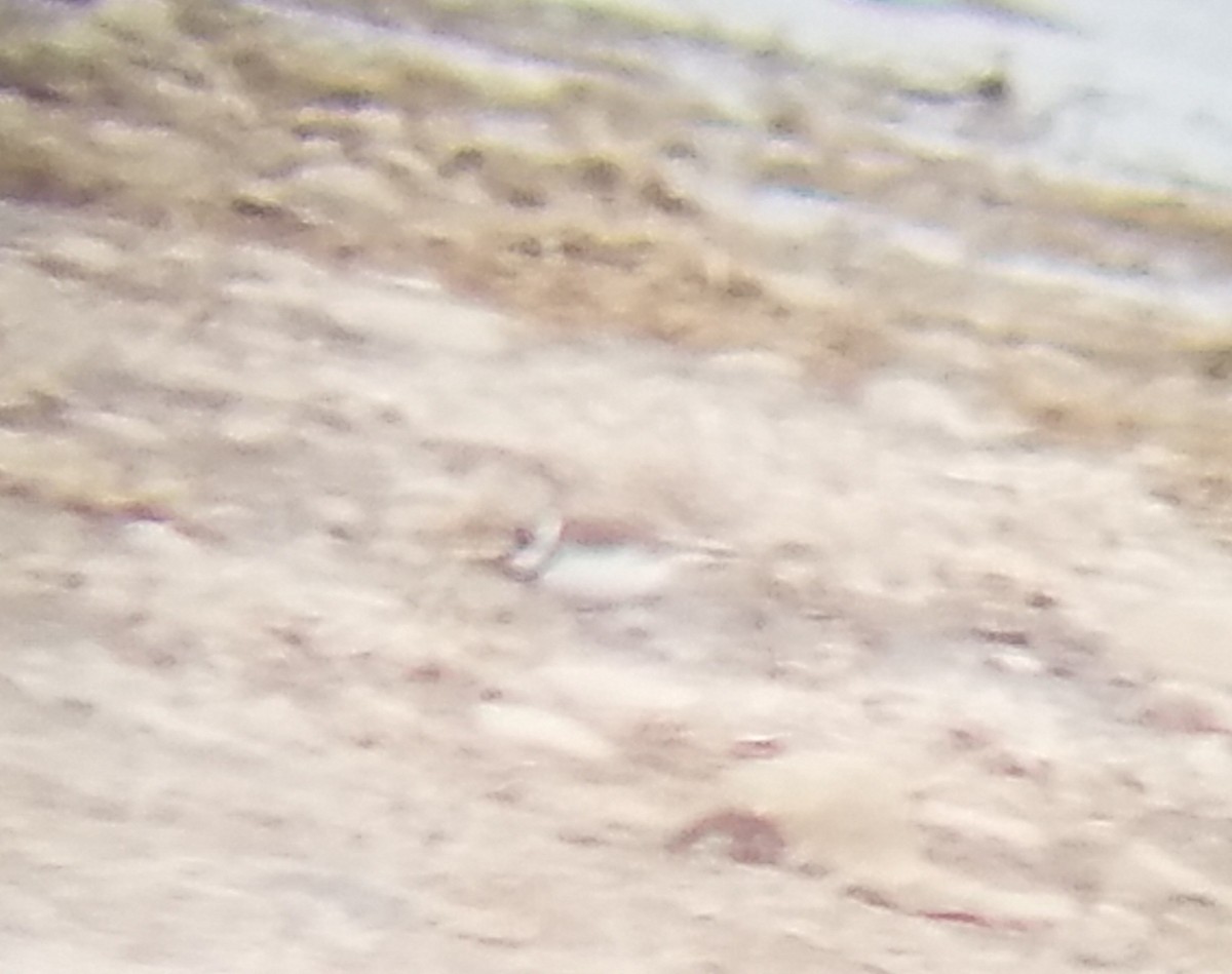Semipalmated Plover - ML155968781