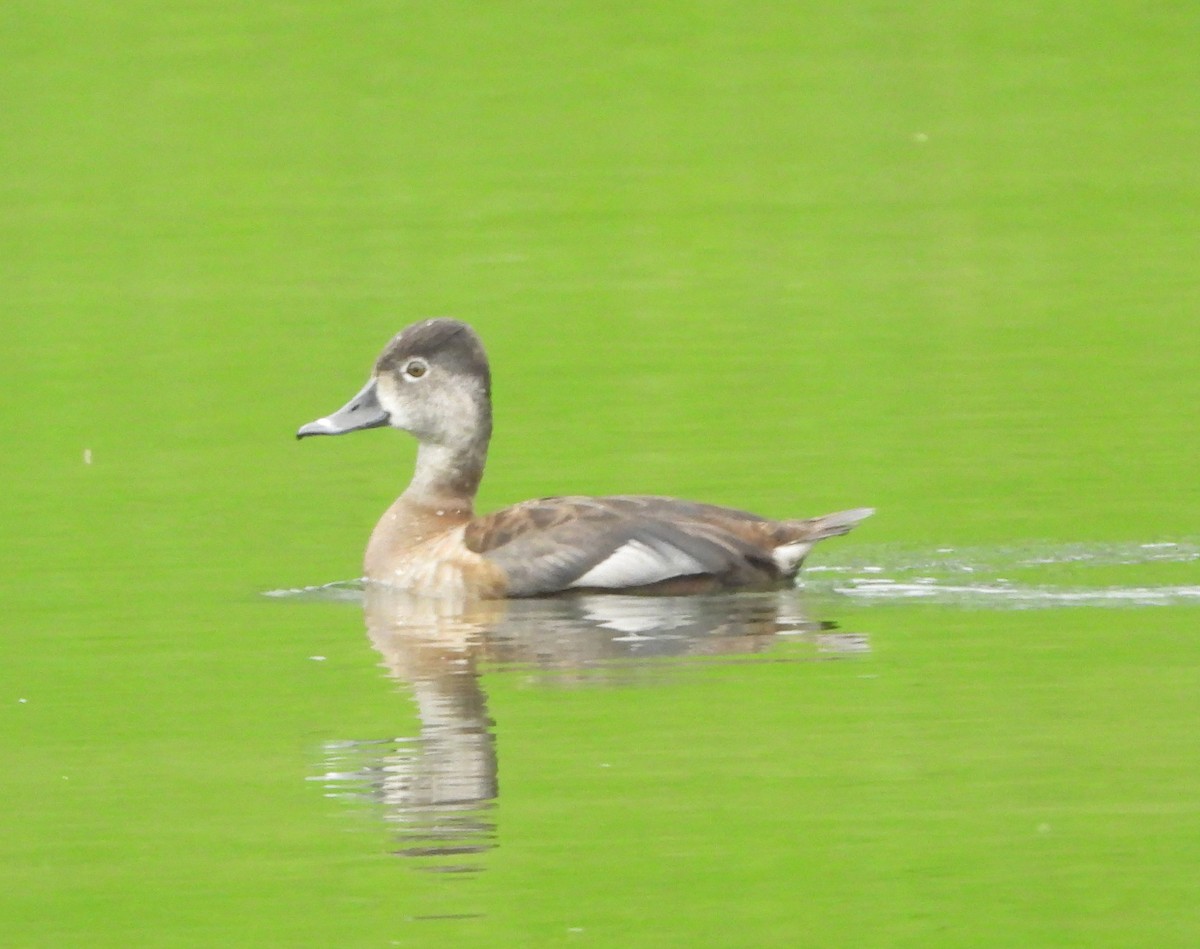 Ring-necked Duck - Sunil Thirkannad