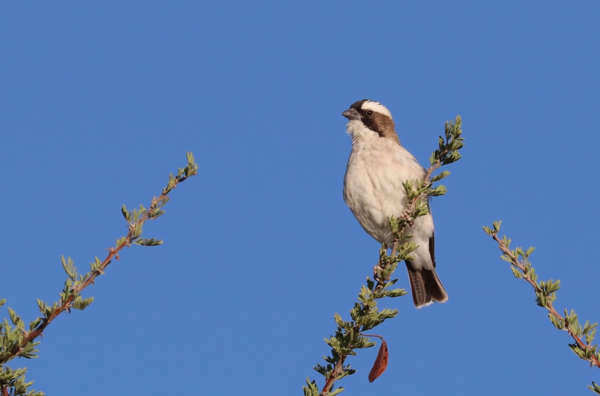 White-browed Sparrow-Weaver - Adam Kent