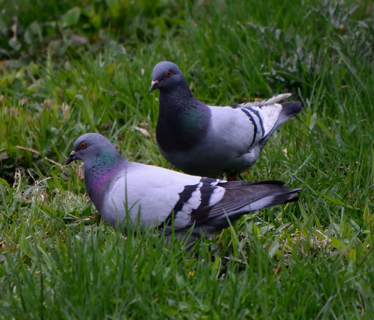Rock Pigeon (Feral Pigeon) - ML155974611