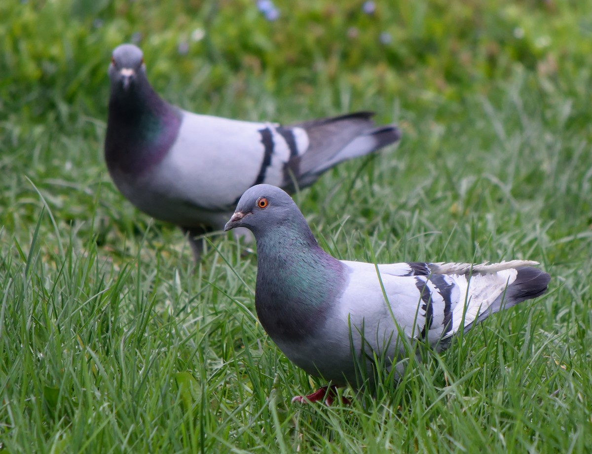 Rock Pigeon (Feral Pigeon) - Edward Tomes