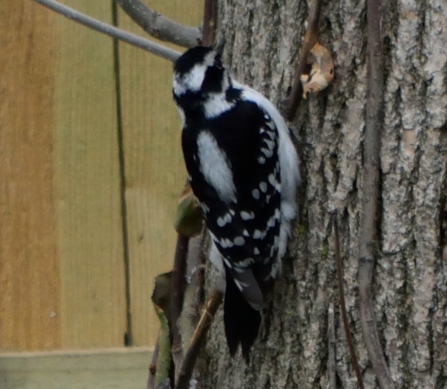 Downy Woodpecker - ML155976531