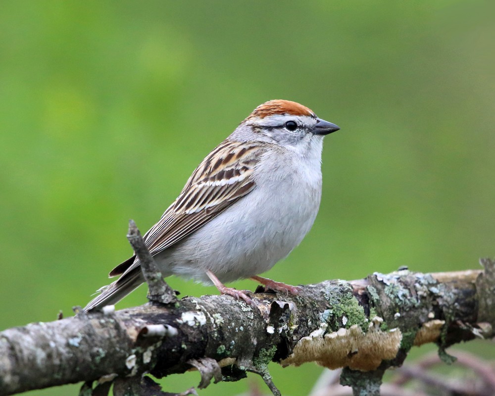 Chipping Sparrow - ML155976751