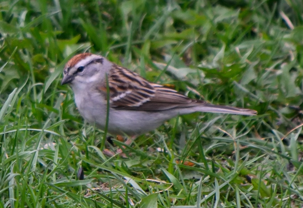 Chipping Sparrow - ML155976811
