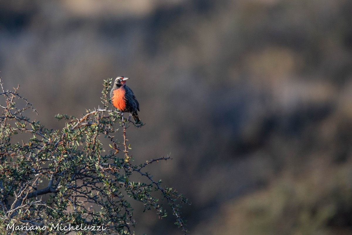 Long-tailed Meadowlark - COA El Calafate