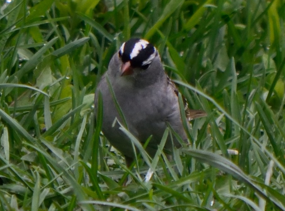 White-crowned Sparrow - ML155977031