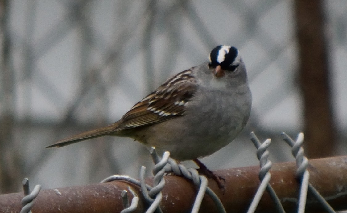 White-crowned Sparrow - ML155977171