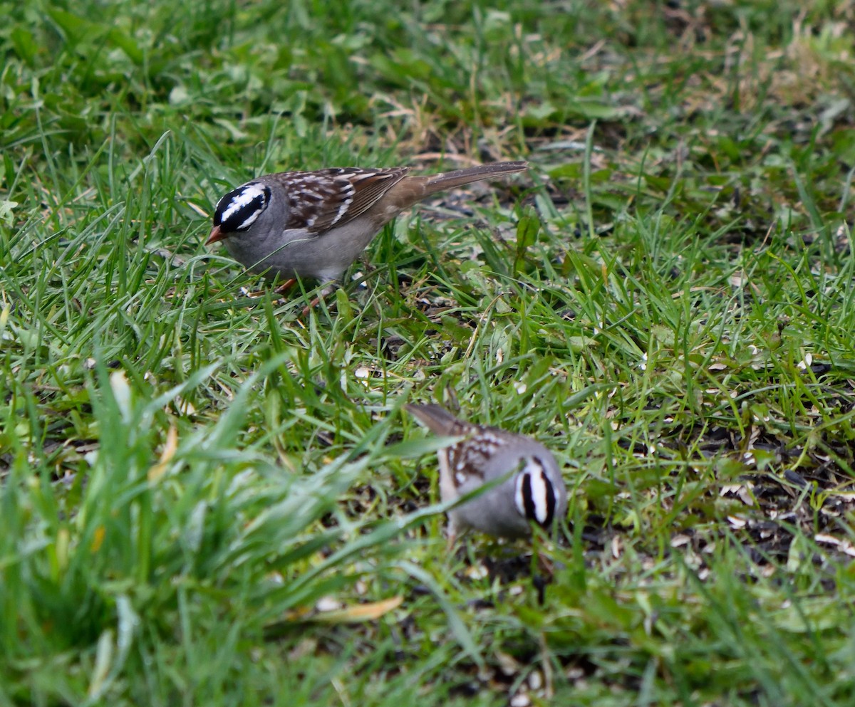 White-crowned Sparrow - ML155978481
