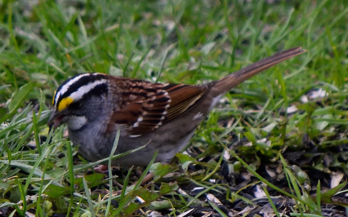 White-throated Sparrow - ML155978801