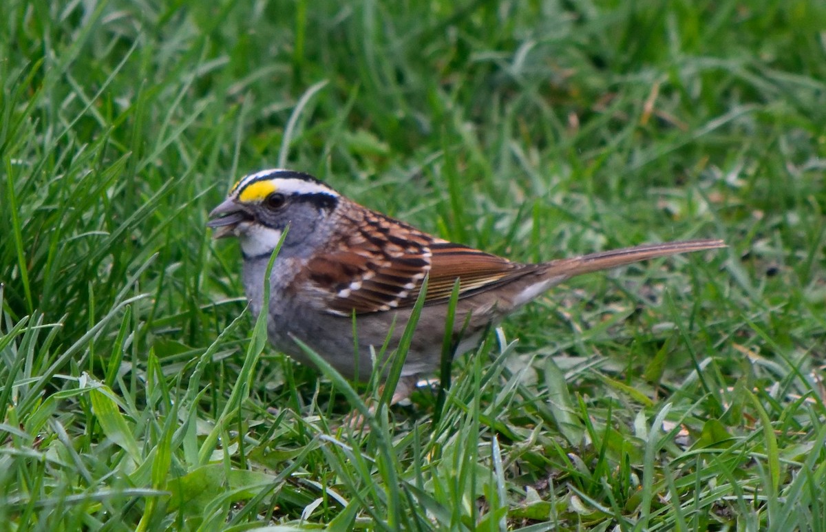 White-throated Sparrow - ML155979101