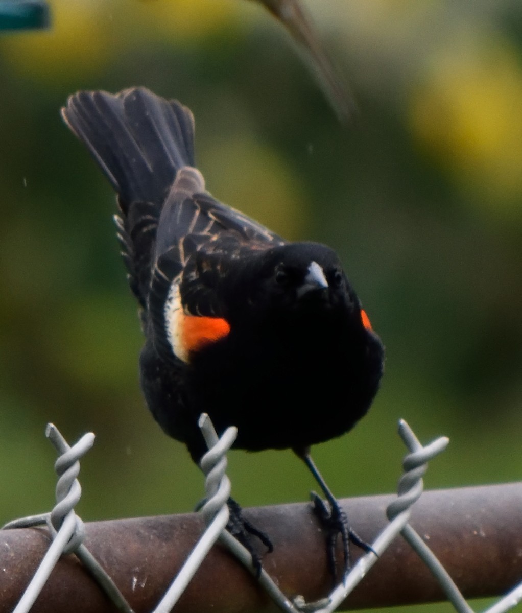 Red-winged Blackbird - Edward Tomes