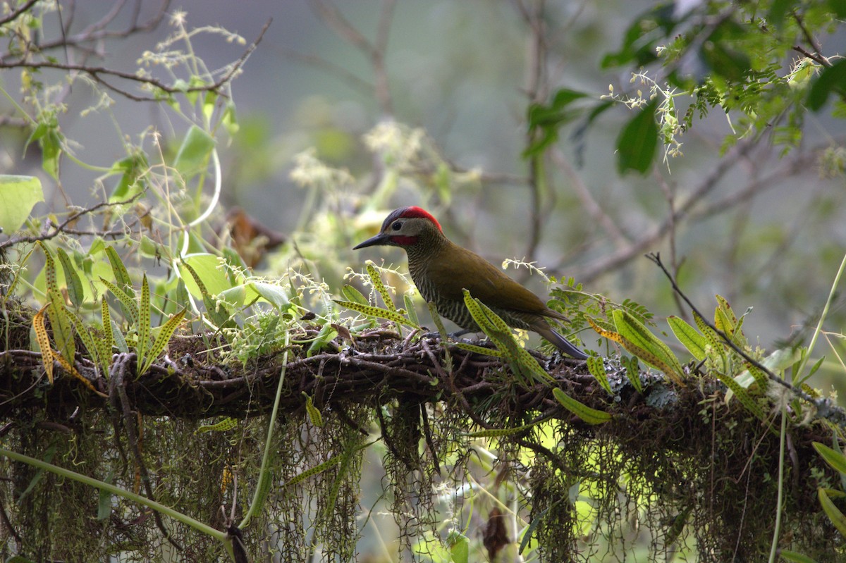 Golden-olive Woodpecker - ML155983781
