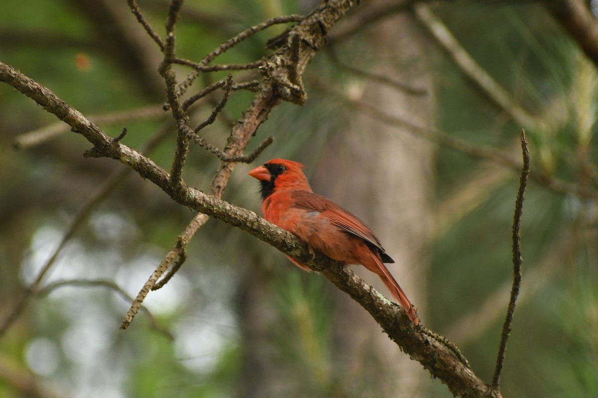 Northern Cardinal - Josiah Huff